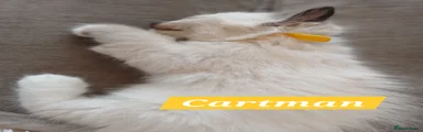 Cartman 
