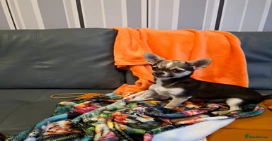 Chihuahua dogs in Basildon - Advert 16