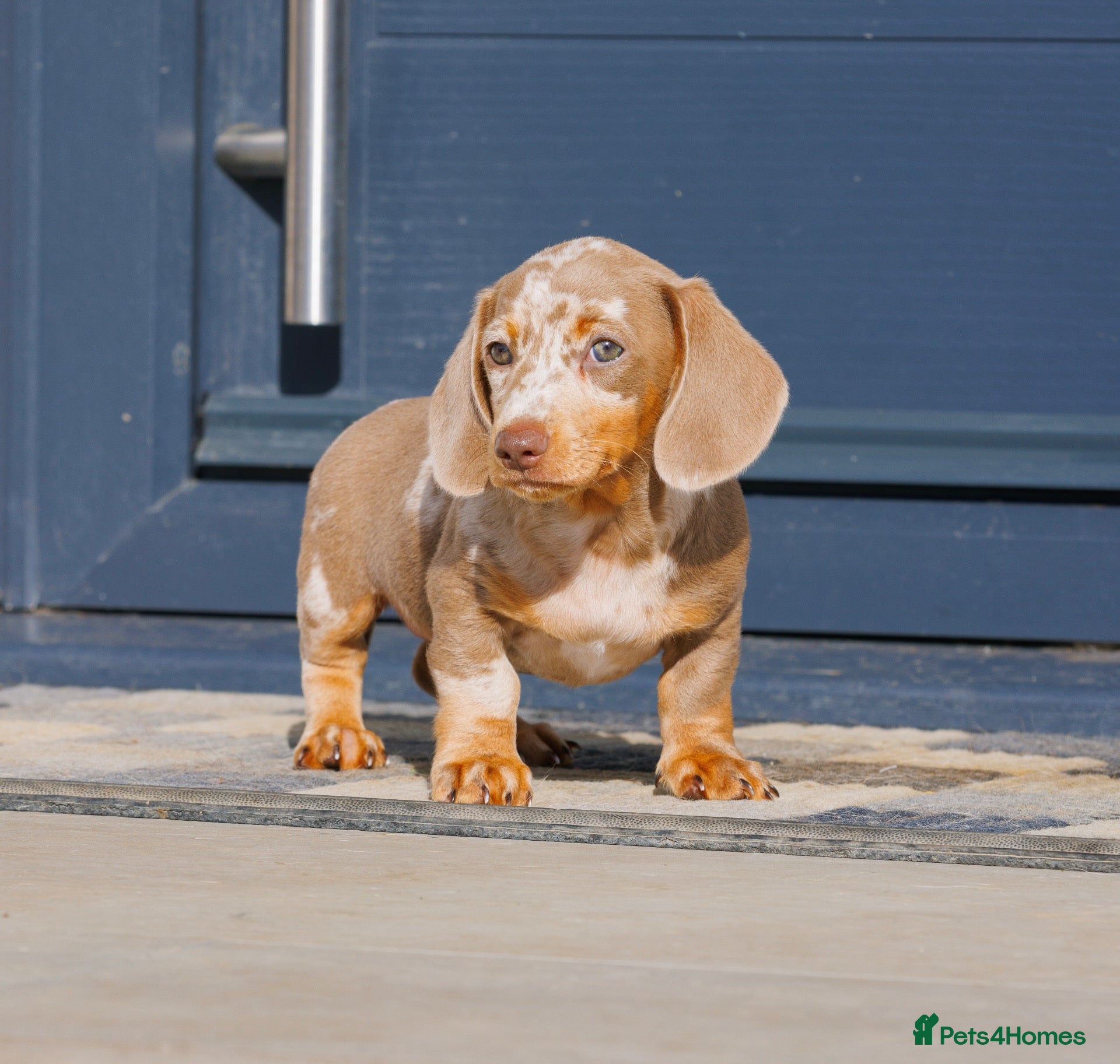 Miniature Dachshund dogs !! REDUCED!! Health Tested Miniature Daxie Pups - Advert 3