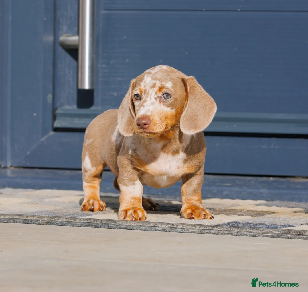 Miniature Dachshund dogs for sale: !! REDUCED !! LAST BOY LEFT!! - Advert 2