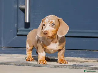 Miniature Dachshund dogs !! REDUCED!! Health Tested Miniature Daxie Pups - Advert 3