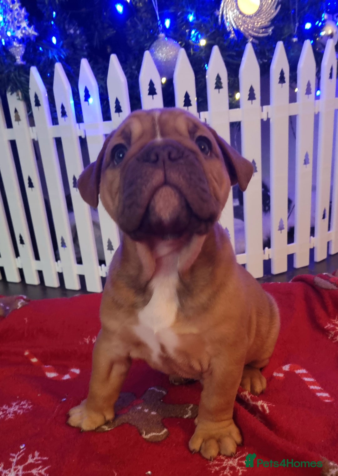 Olde English Bulldogge dogs for sale: BUYER PULL OUT LAST MALE REDUCED!!!! - Advert 10