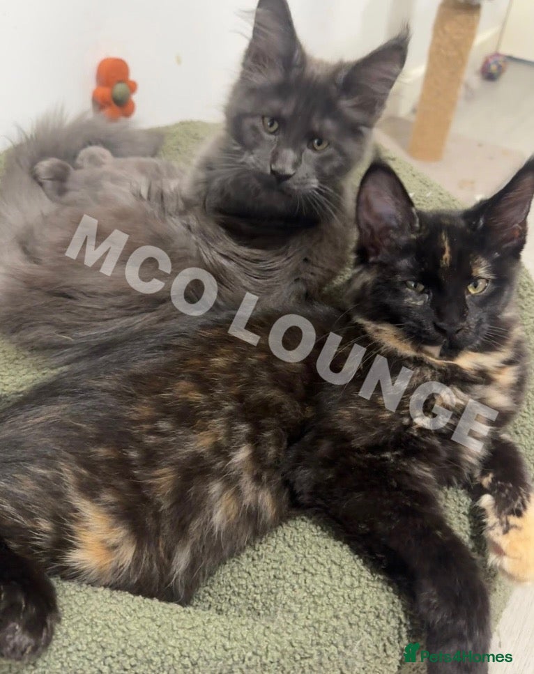 Maine Coon cats GCCF Reg Stunning Maine coon kittens  - Advert 1