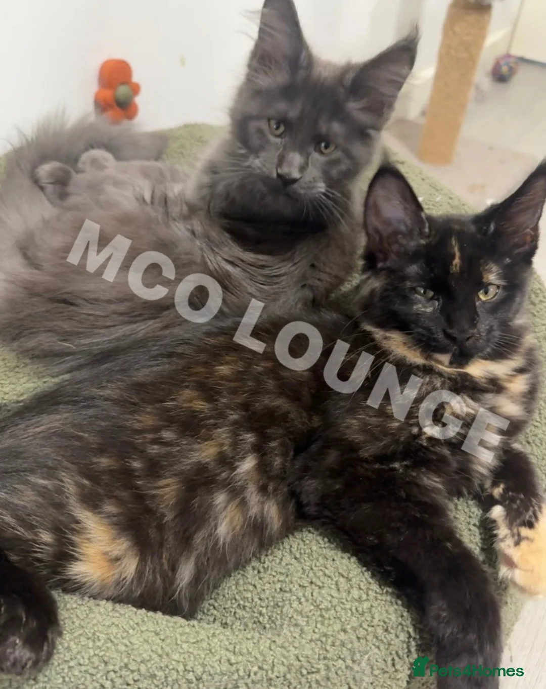 Maine Coon cats for sale: GCCF Reg Stunning Maine coon kittens  - Advert 1