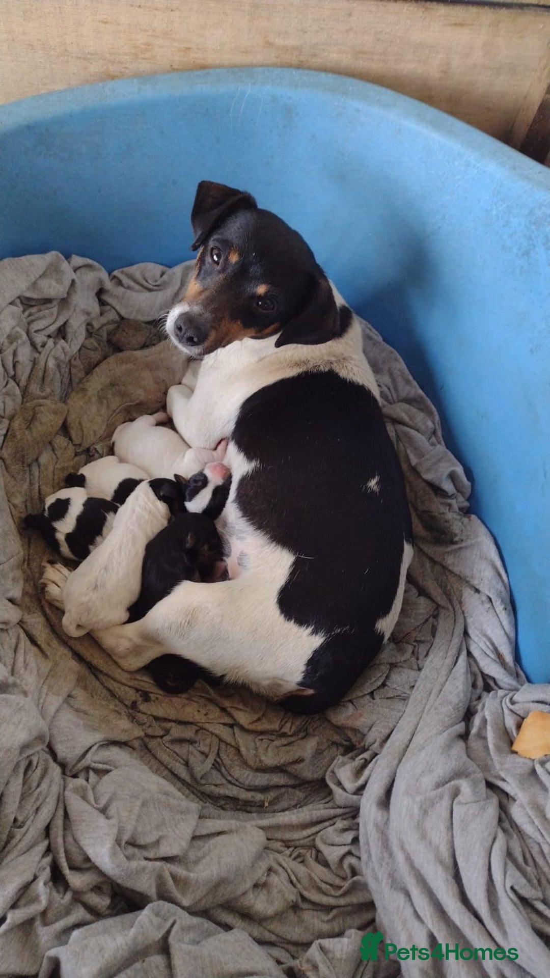 Jack Russell dogs for sale: Jack Russell puppy  - Advert 3