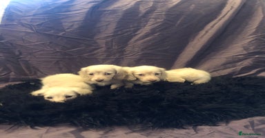 Miniature Dachshund dogs English Cream miniature dachshund  - Advert 5