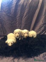 Miniature Dachshund dogs English Cream miniature dachshund - Advert 4