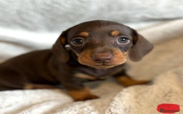 Miniature Dachshund dogs for sale: Adorable Miniature Dachshund Puppies - Image 17
