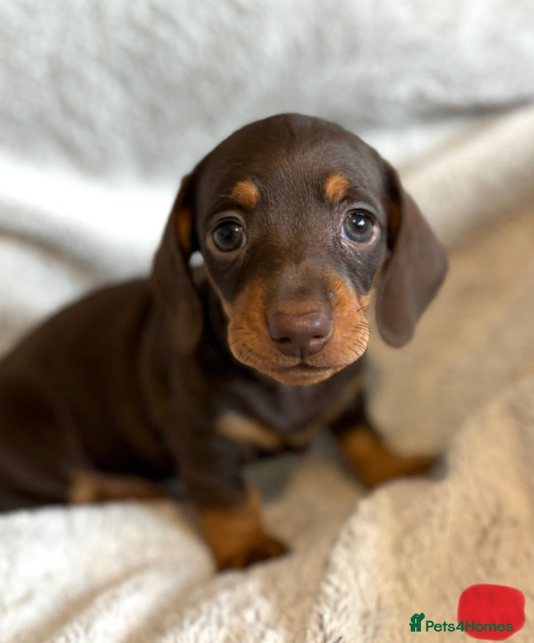 Miniature Dachshund dogs for sale: Adorable Miniature Dachshund Puppies - Image 17