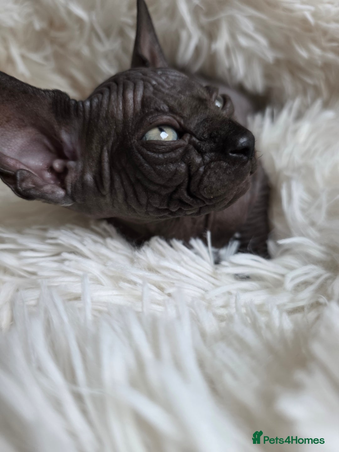Sphynx cats for sale: Adorable Sphynx kittens💝🐈‍⬛🐈 - Image 21