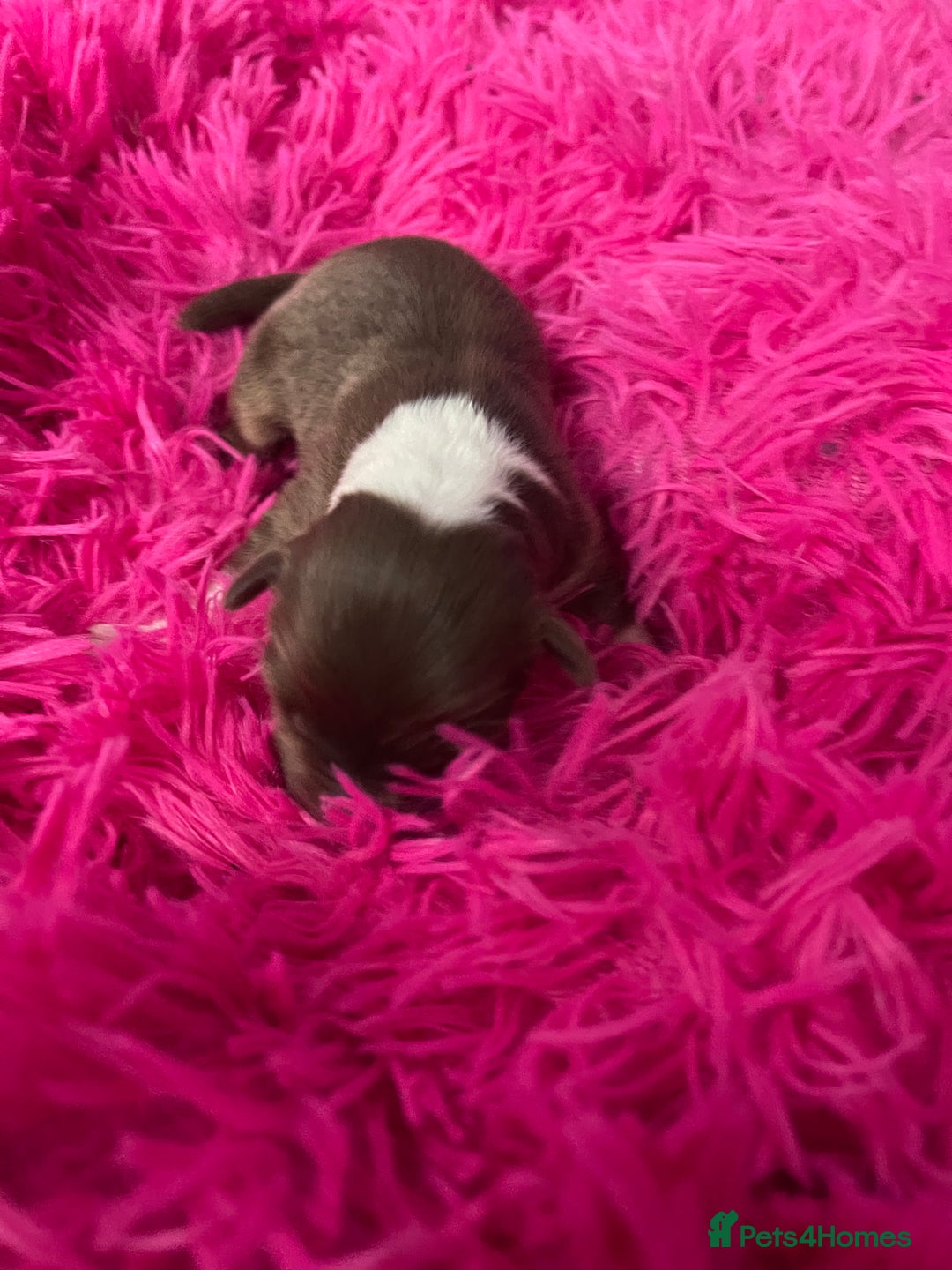 Australian Shepherd dogs for sale: Beautiful Australian Shepherd KC registration🥰 - Image 16