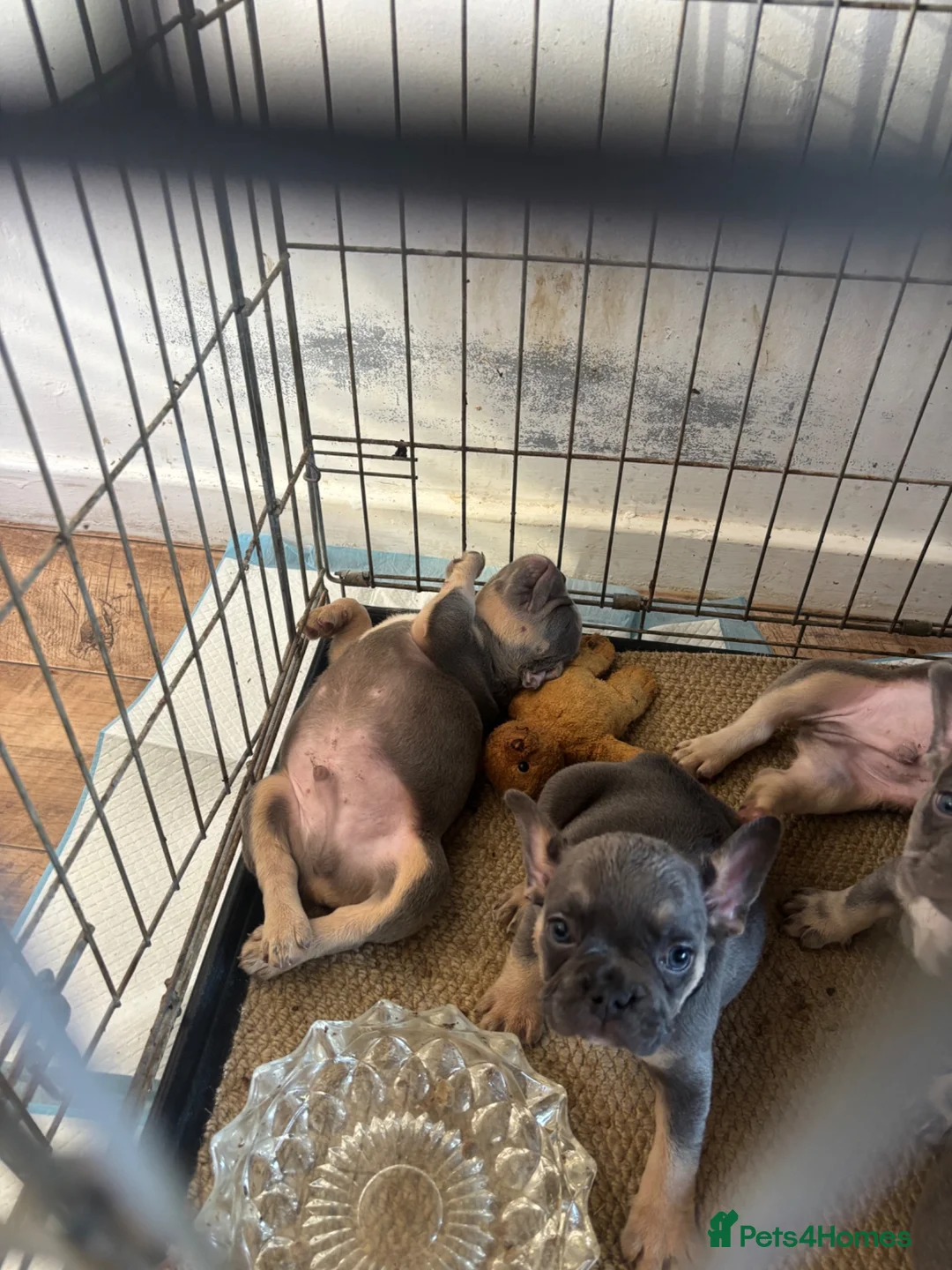 French Bulldog dogs for sale: French bull dog  - Advert 13