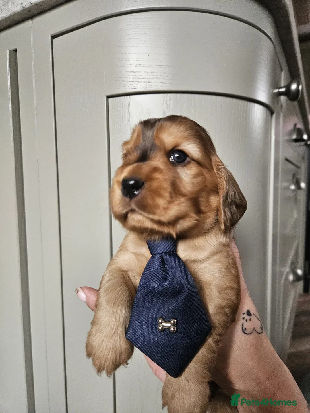 Cocker Spaniel dogs for sale: Show type Simbawood Cocker spaniel puppies  - Advert 13