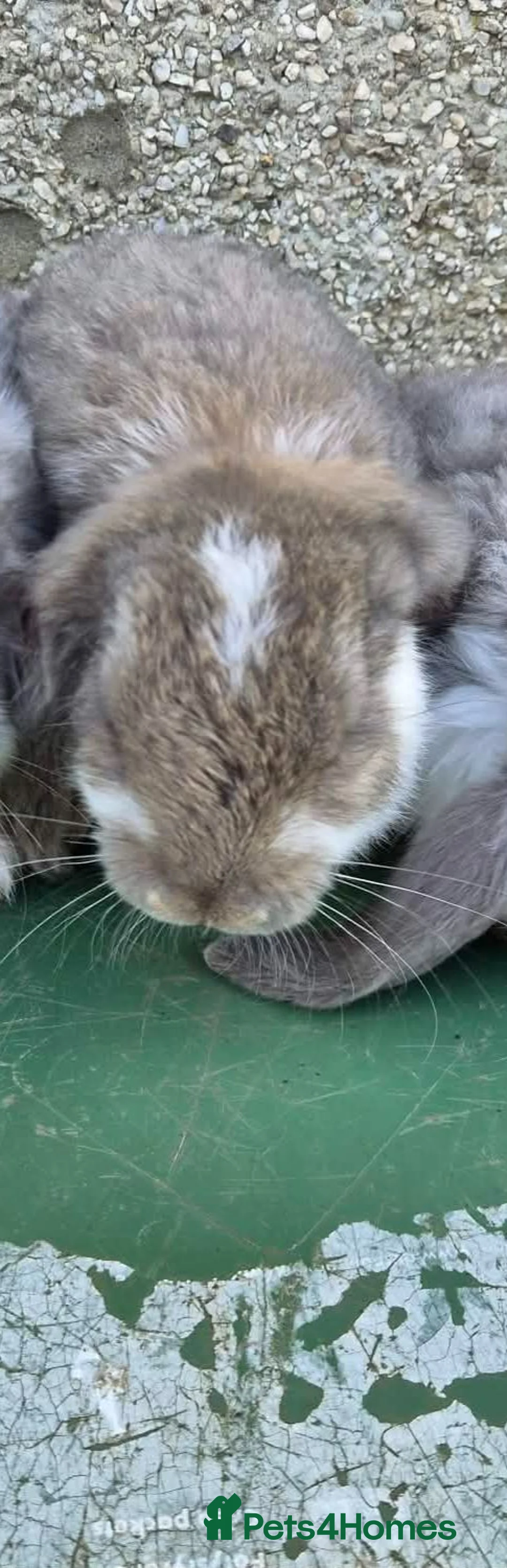 French Lop rabbits for sale: French lop doe looking for her forever home  - Advert 2