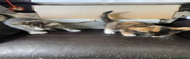 Tabby