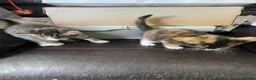 Mixed Breed cats for sale: Beautiful Kittens for Sale - Advert 35