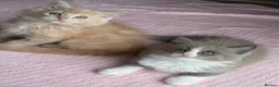 Ragdoll cats for sale: £950 Full pedigree Tica Ready now  - Advert 17