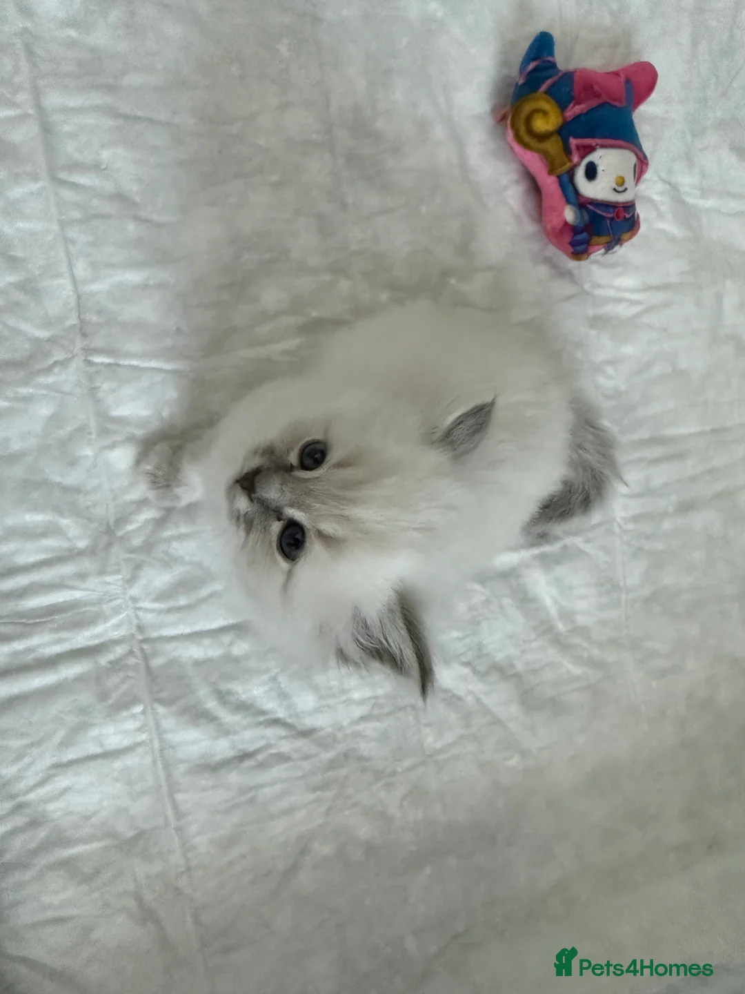 Birman cats for sale: Birman kittens in Stoke-on-Trent - Advert 6