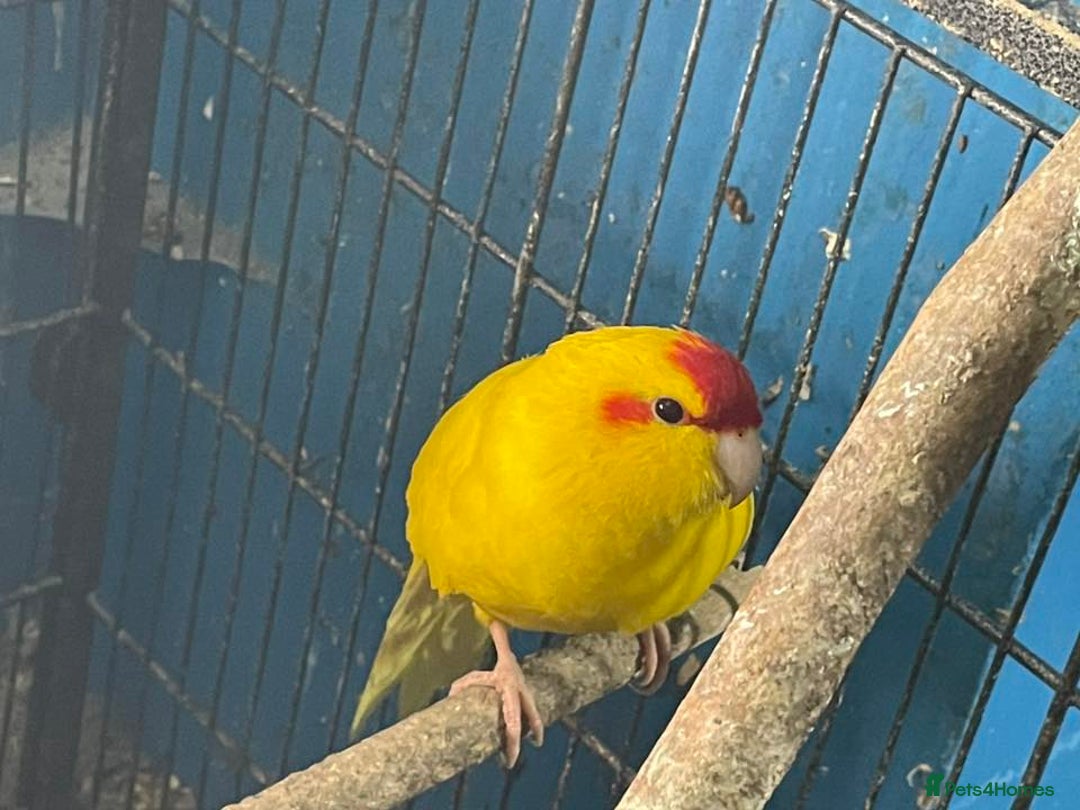 Parakeets birds for sale: Buttercup cock Kakariki - Advert 2
