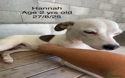 Mixed Breed dogs for adoption: Hannah, 2-3 yrs old. Available for adoption. - Image 5