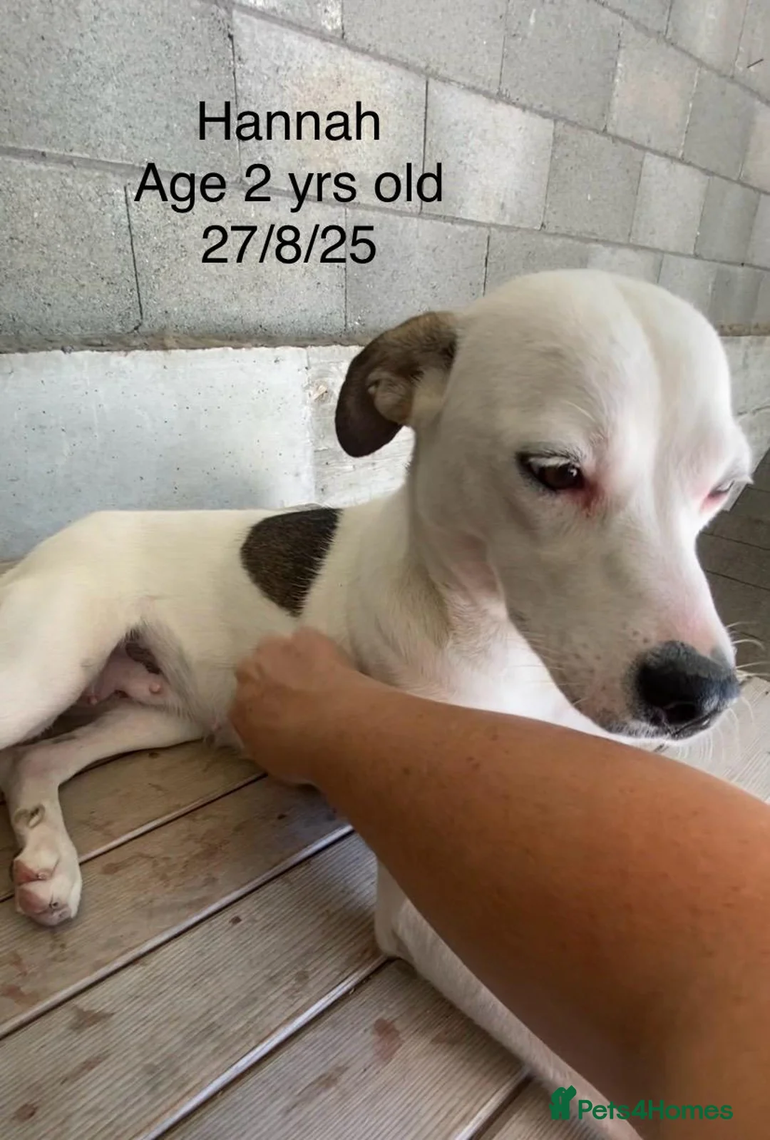 Mixed Breed dogs for adoption: Hannah, 2-3 yrs old. Available for adoption. - Advert 18