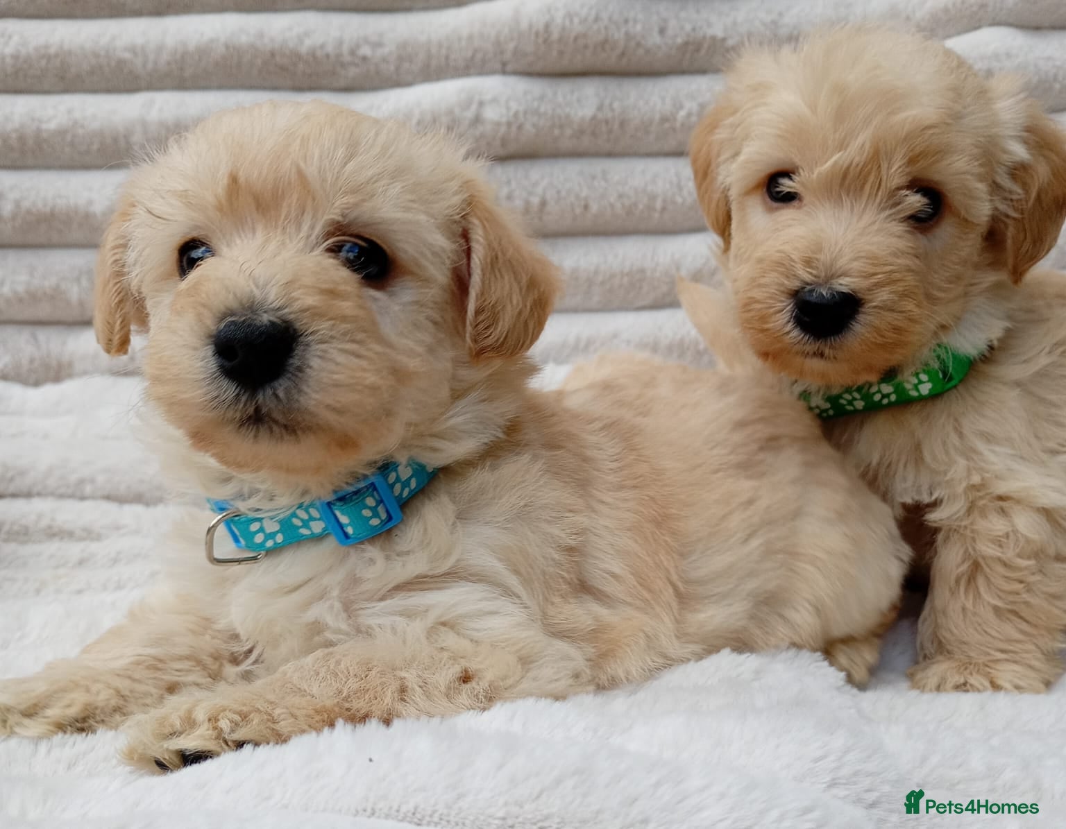 West Highland Terrier dogs Westie puppies  - Advert 2