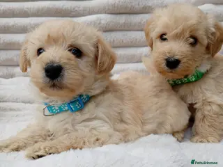 West Highland Terrier dogs Westie puppies - Advert 2