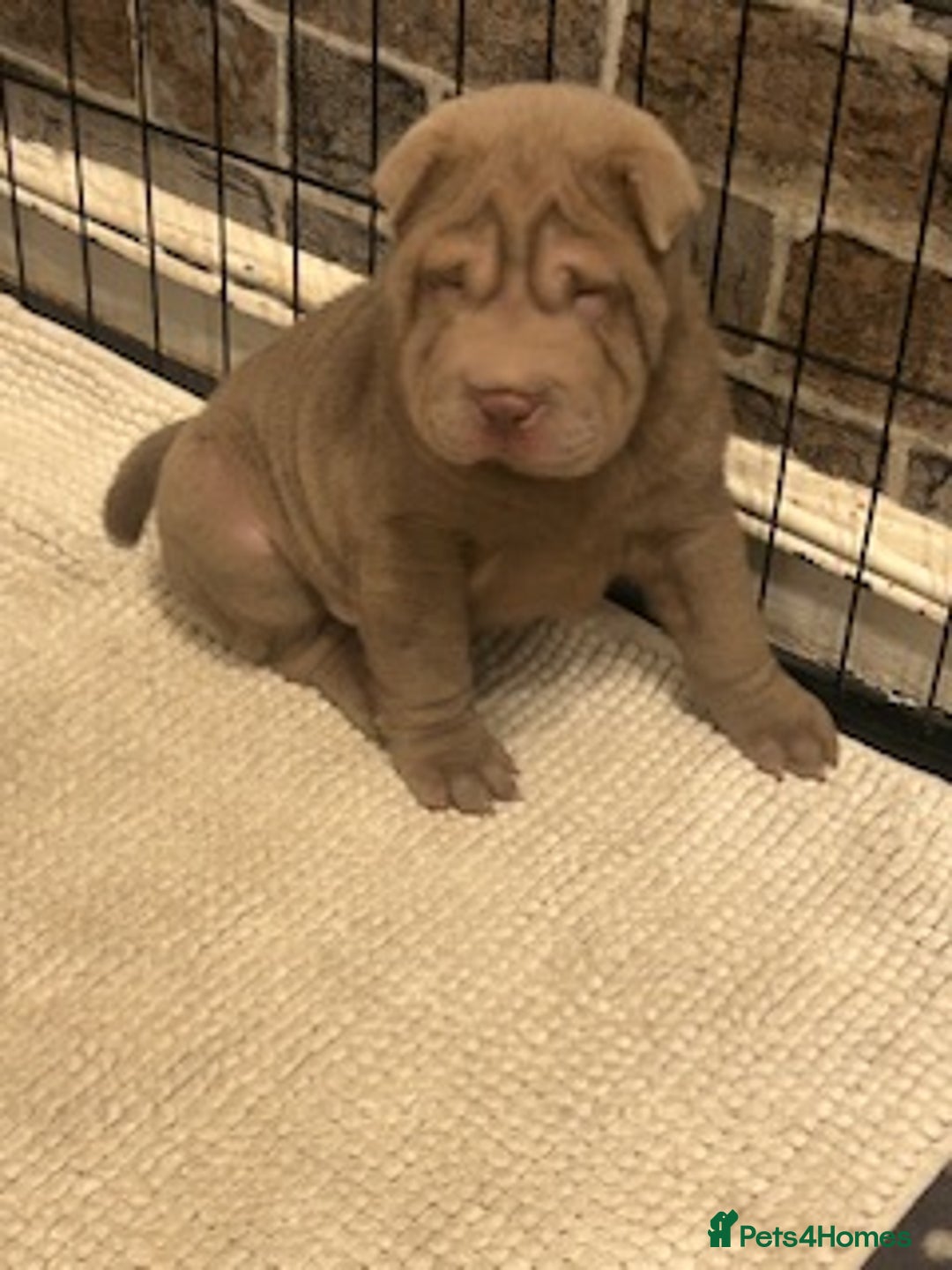 Shar Pei dogs for sale: Beautiful Shar Pei puppies  - Image 2