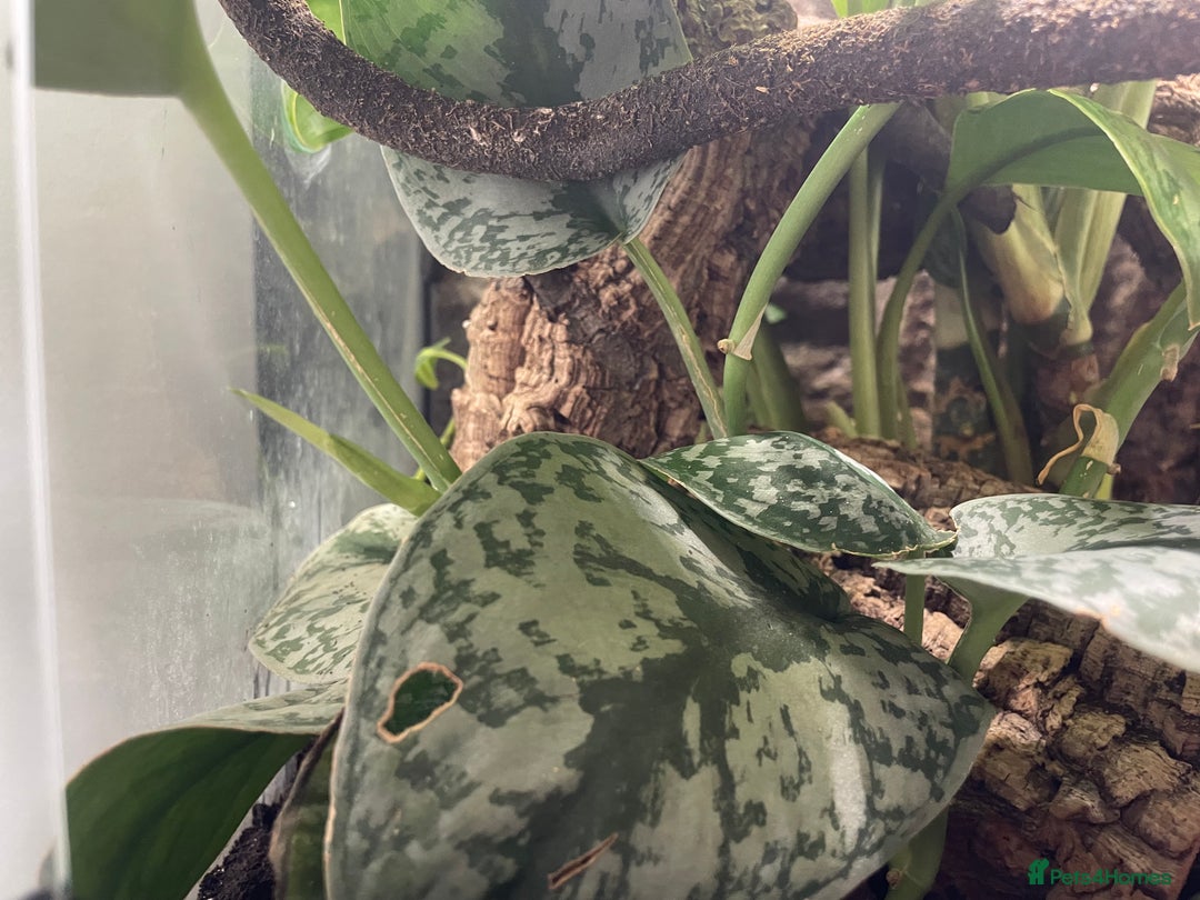 Gecko reptiles for sale: Full Bio Active set up with Crested Gecko - Image 3