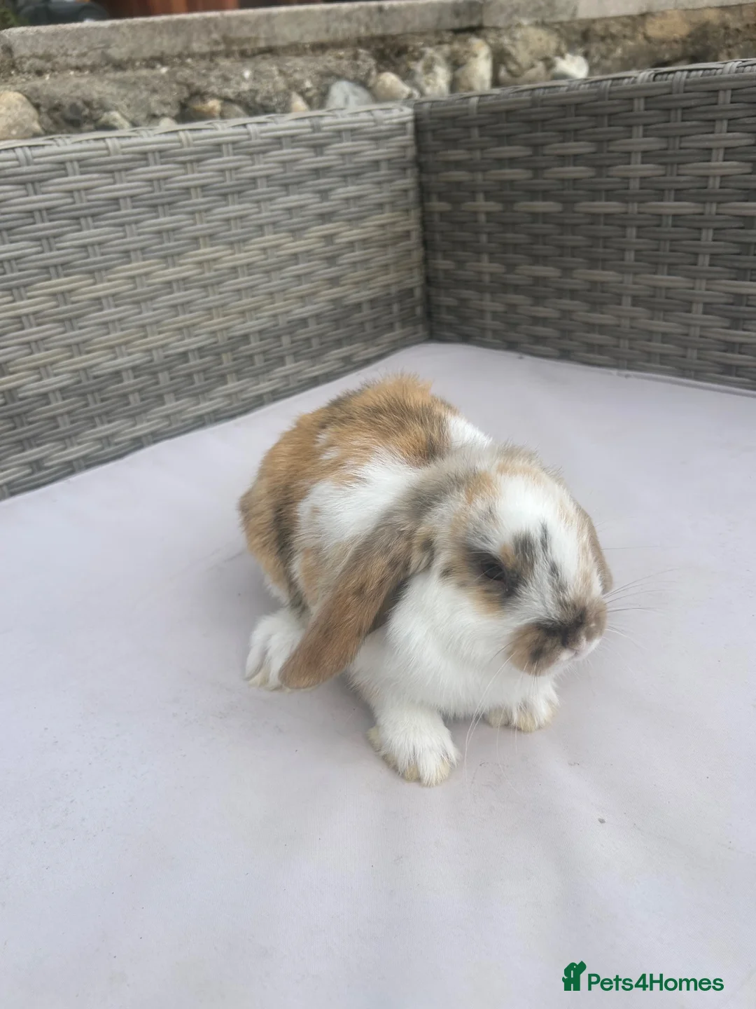 Mini Lop rabbits for sale: Beautiful baby mini lop rabbits  - Advert 9