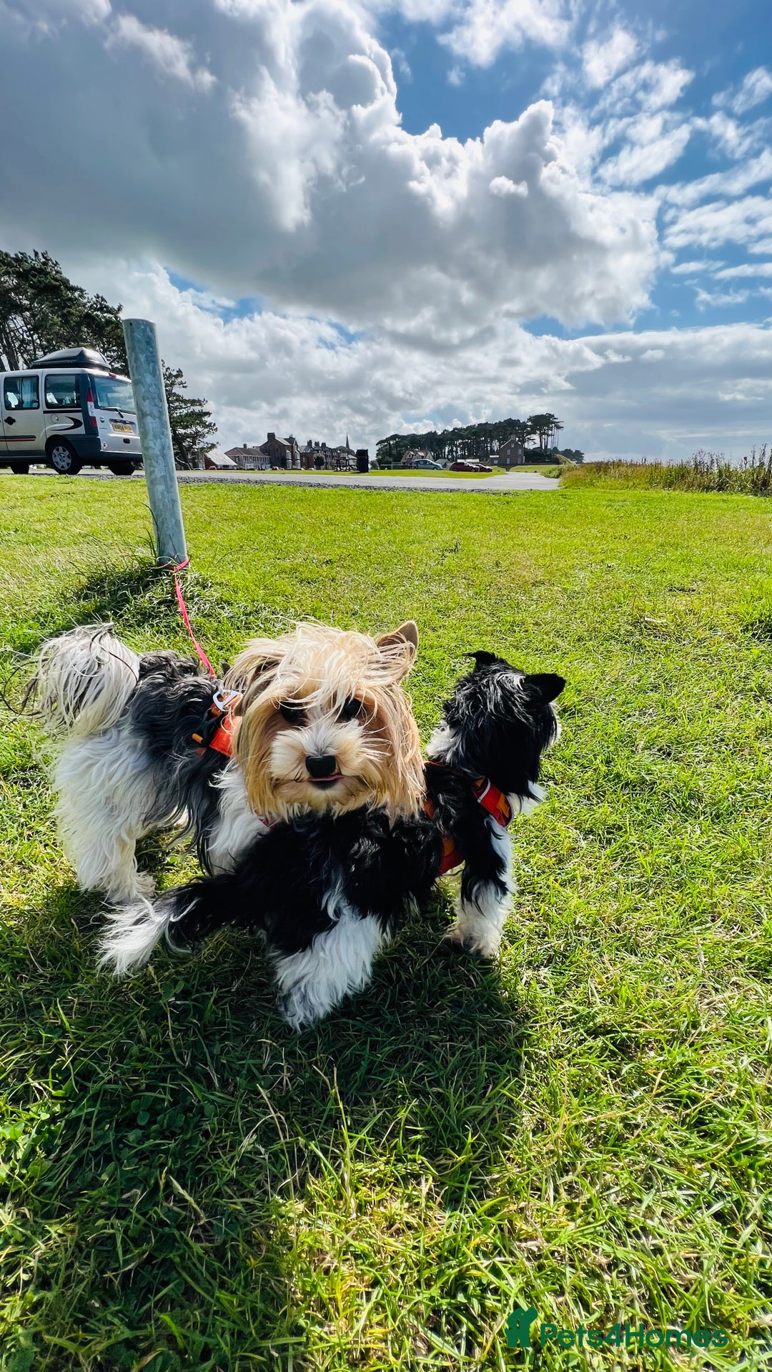 Biewer Terrier dogs for sale: Biewer Yorkshire Terrier - Image 14