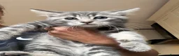 Mixed Breed cats for sale: Stunning maine coon cross kittens ready now - Advert 14