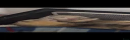 Ferret rodents for sale: Ferrets  in Newport - Advert 4