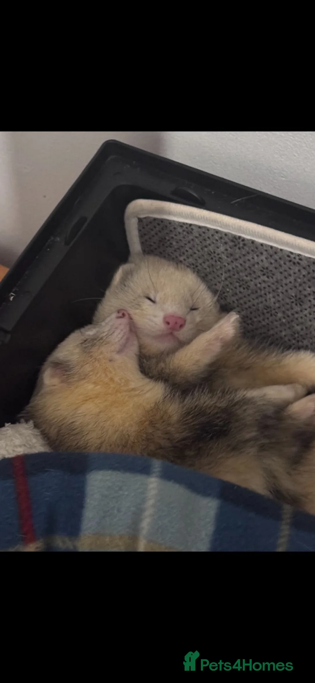 Ferret rodents for sale: Ferrets  in Newport - Advert 4