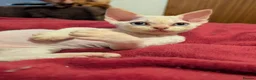 Devon Rex cats for sale: Crazy little gremlins!  in Bristol - Advert 2