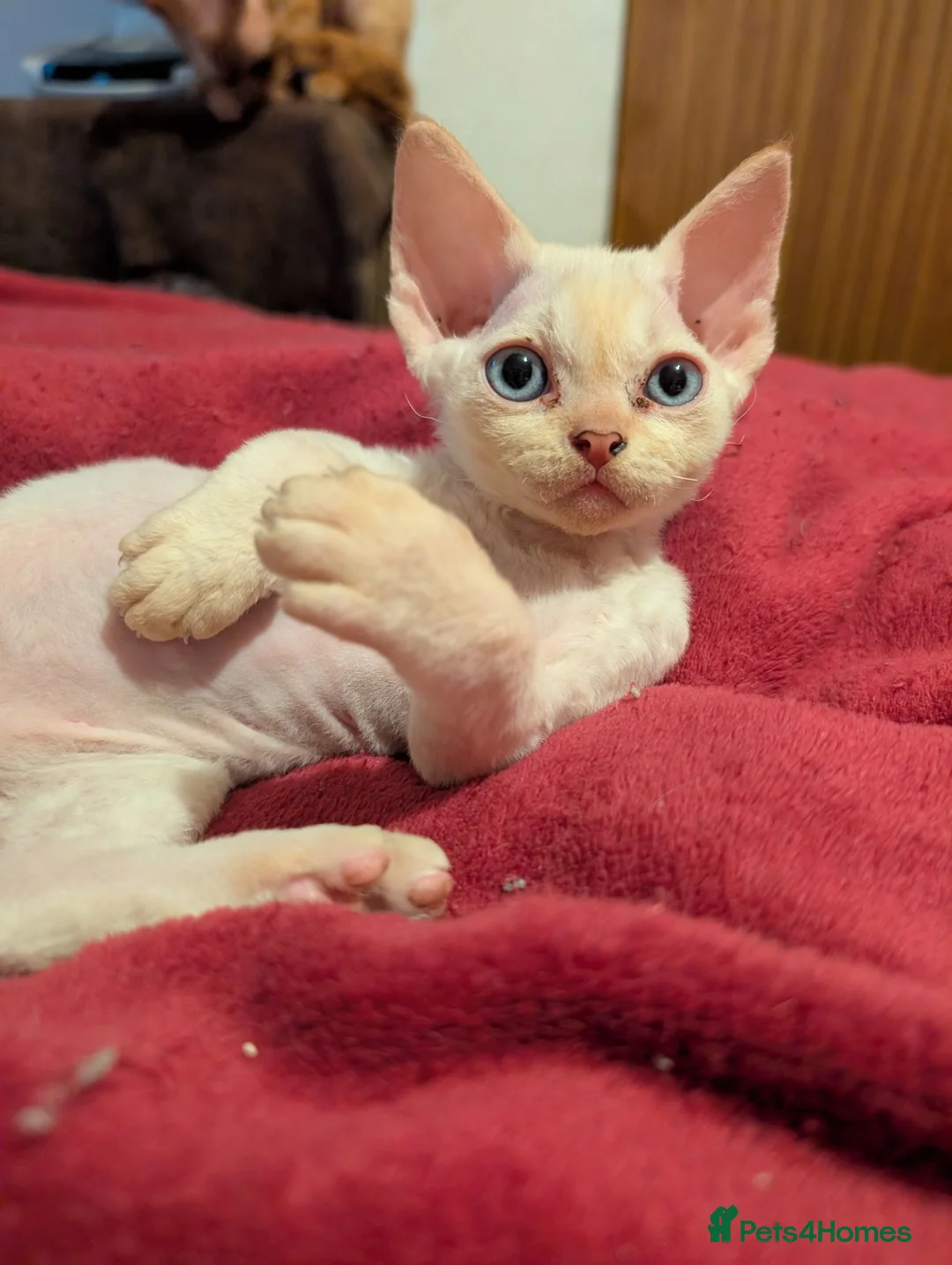 Devon Rex cats for sale: Crazy little gremlins!  in Bristol - Advert 2
