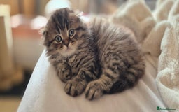 Scottish Fold cats for sale: TICA registered Scottish Fold ready to collect  - Image 1