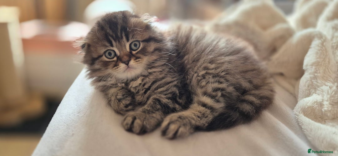 Scottish Fold cats for sale: TICA registered Scottish Fold ready to collect  - Image 1