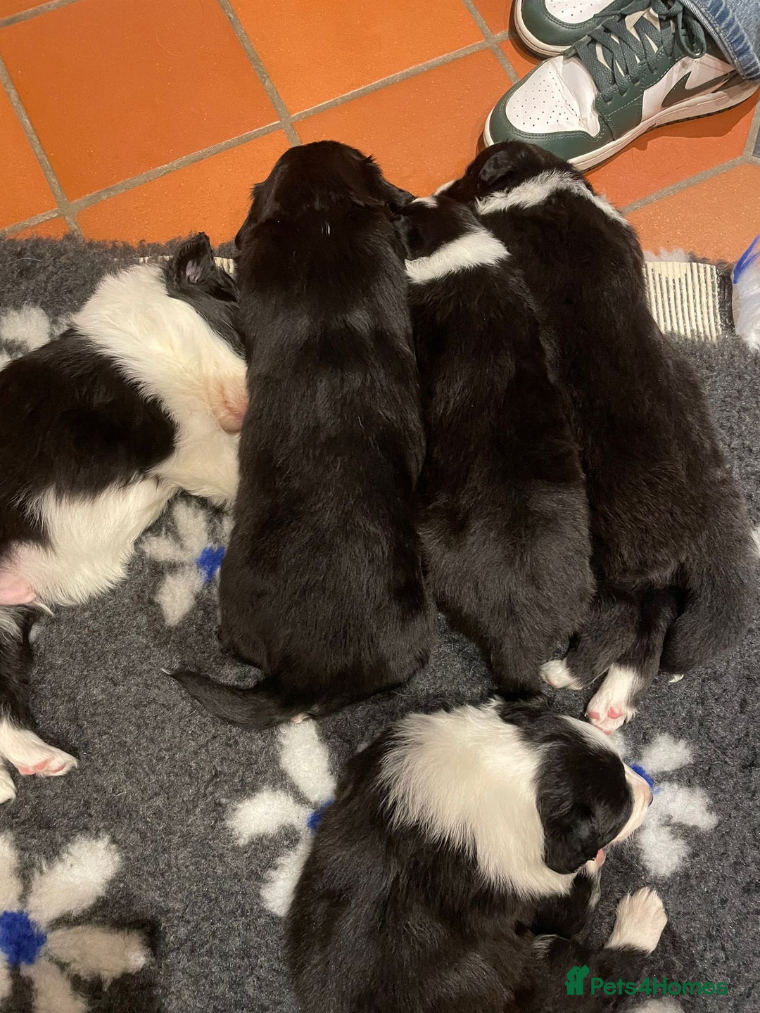 Border Collie dogs for sale: 🏡 Smart, Sweet Border Collie Pups Await You!" - Image 20