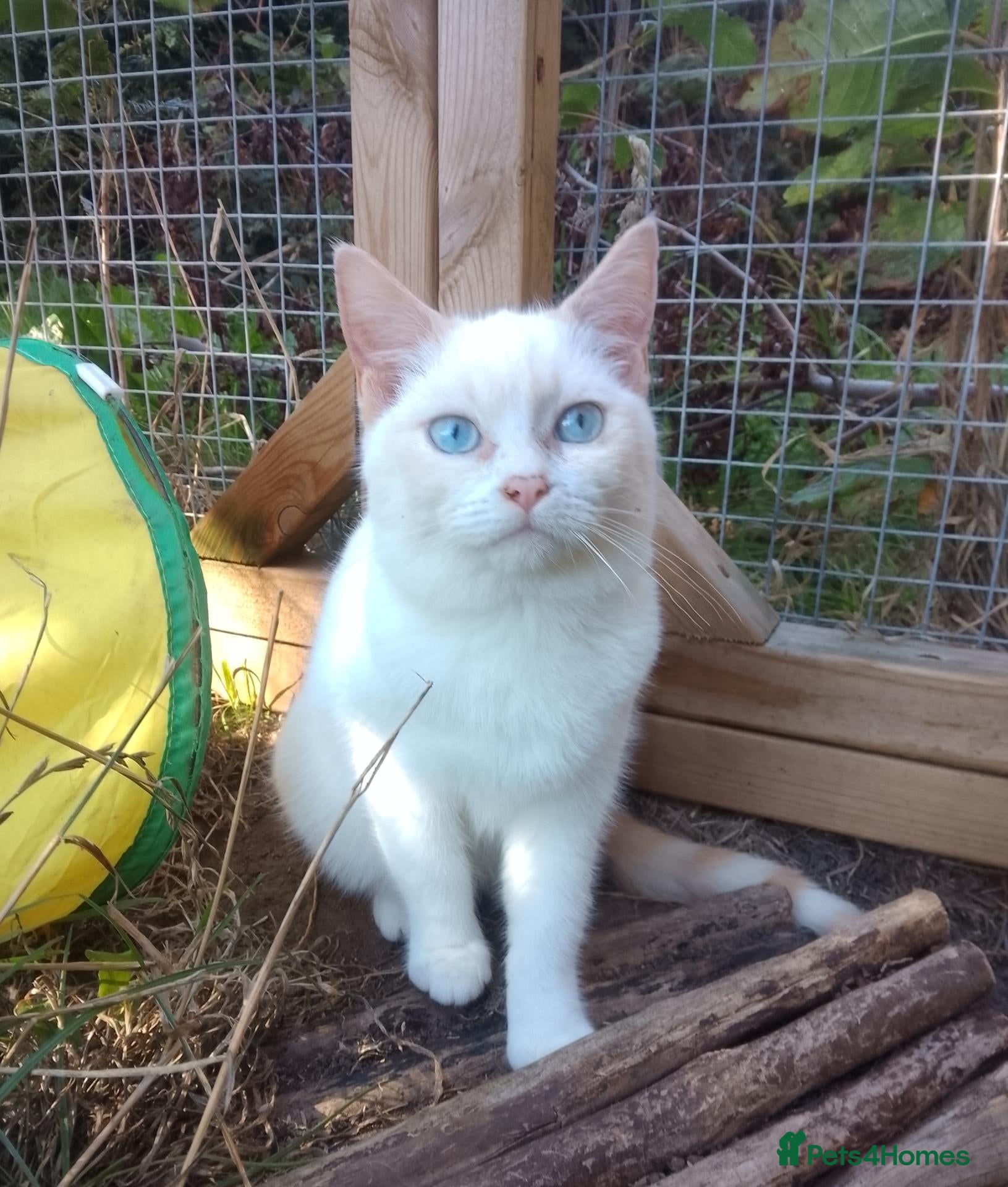 Mixed Breed cats Beautiful Cream 3/4 Ragdoll Kittens  - Advert 2