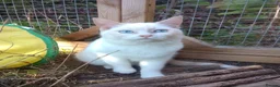 Mixed Breed cats for sale: Beautiful 3/4 Ragdoll Kittens  - Advert 4