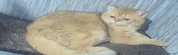 British Shorthair cats for stud: Chocolate golden stud available  - Advert 8