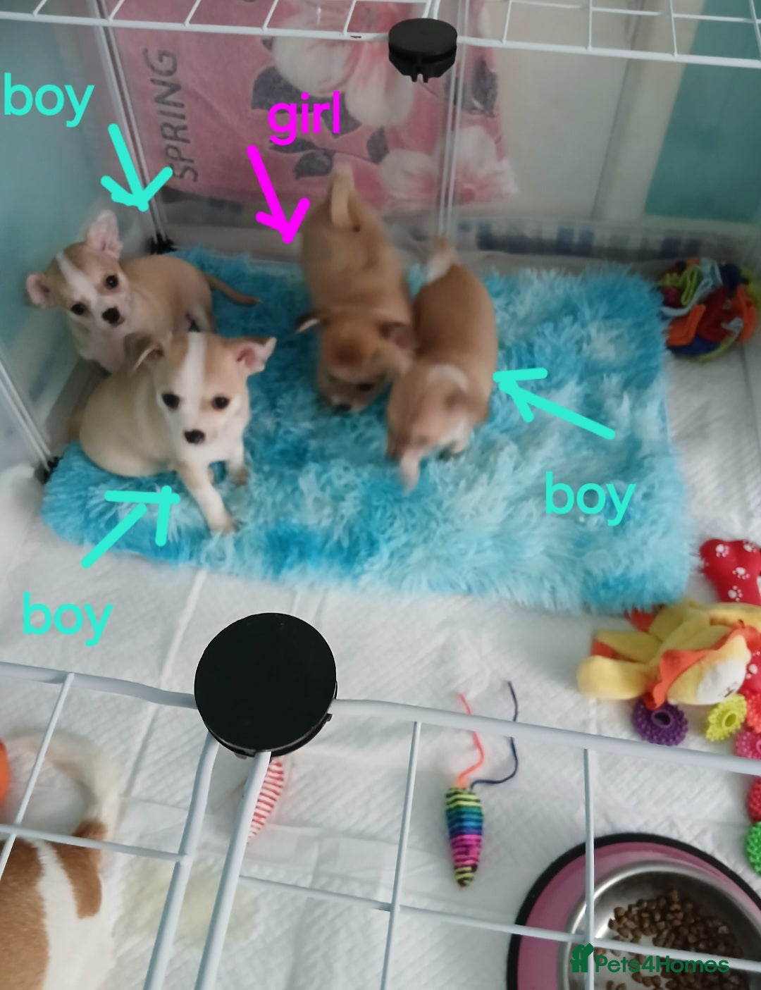Chihuahua dogs I am looking for a loving home for my puppies  - Advert 12