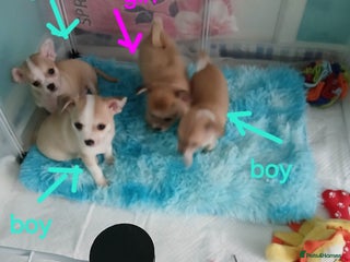 Chihuahua dogs - Advert 4