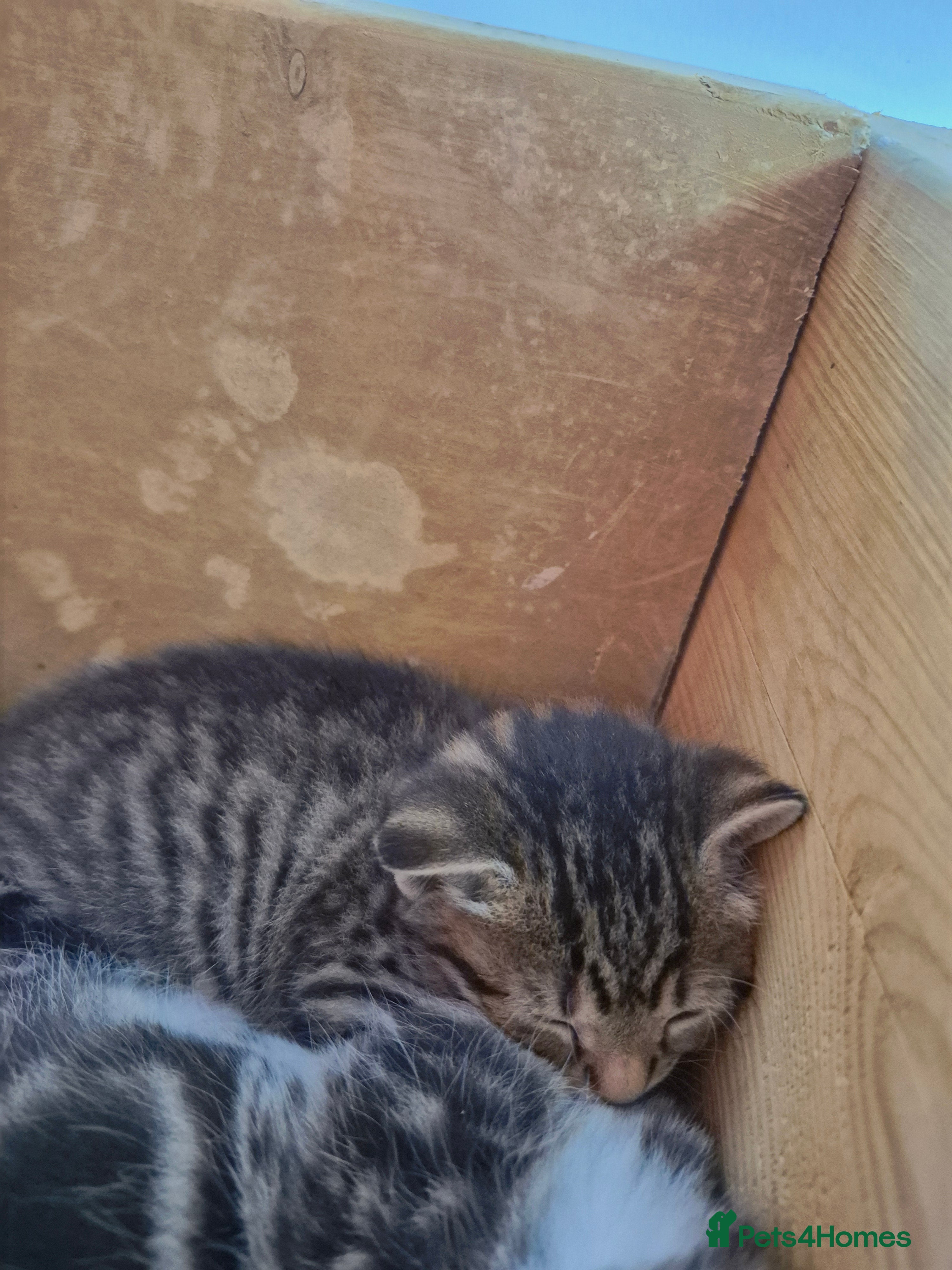 Domestic Shorthair cats for sale: 4 gorgeous kittens.  - Advert 3