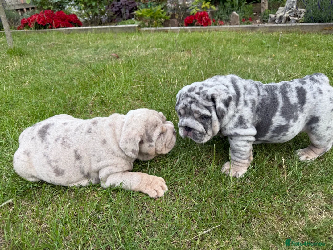 English Bulldog dogs for sale: 007 puppies available now! 🔥 - Advert 1