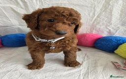 Goldendoodle dogs for sale: 👑Superb Rare Toy/Mini Deepest Red Goldendoodles👑 - Image 16