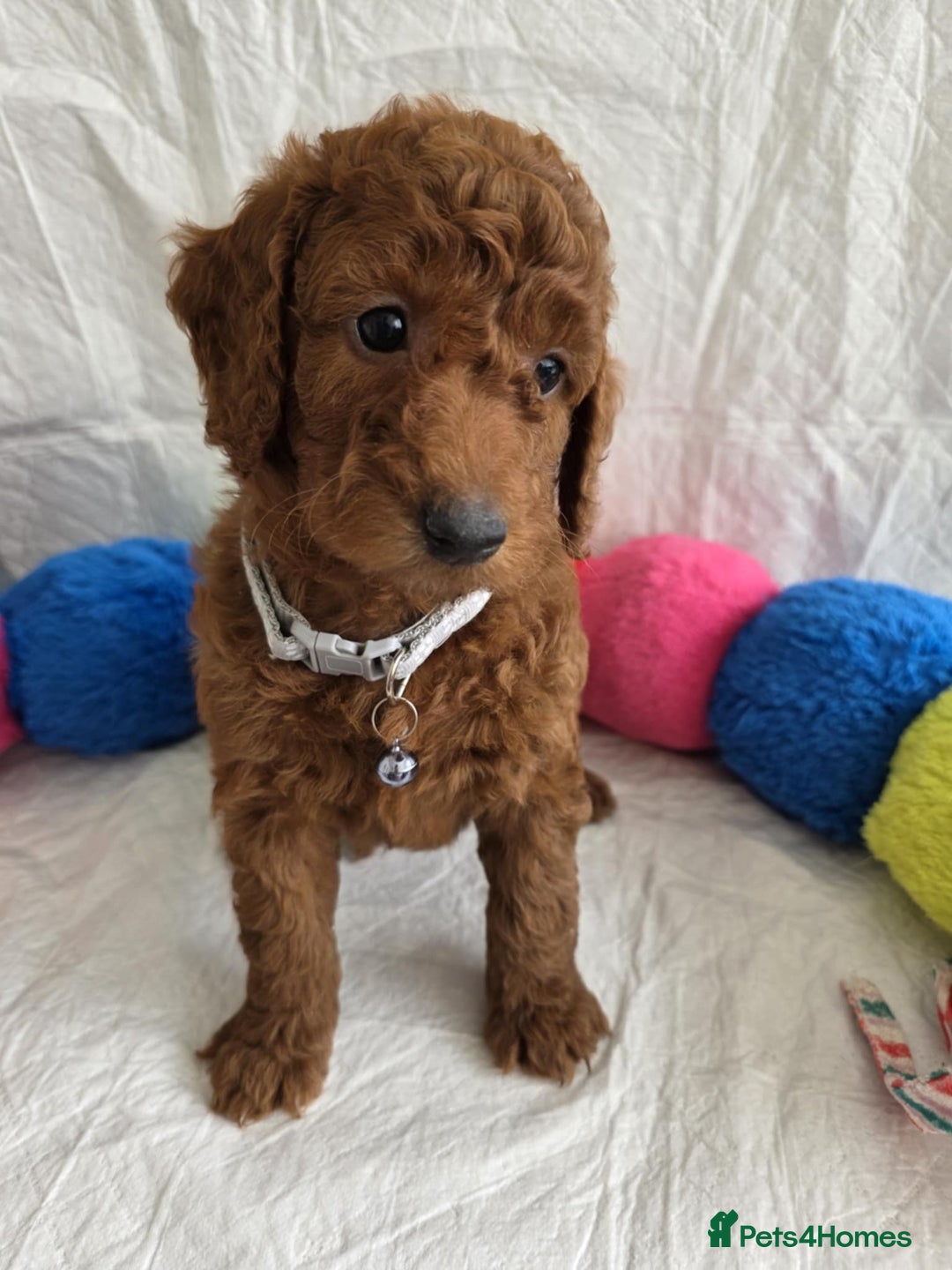 Goldendoodle dogs for sale: 👑Superb Rare Toy/Mini Deepest Red Goldendoodles👑 - Image 16
