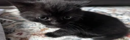 Mixed Breed cats for sale: British shorthair and black haired kittens  - Advert 5