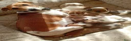 Jack Russell dogs for sale: Jack Russell  in Leicester - Advert 1